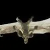 Morris "Brown Bat With Skull Head" Animal Prop