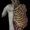 Midnight Studios "Dismembered Carcass" Human Body Skeleton Halloween Prop