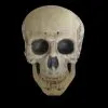 Morris "Human Skull" Life Size Halloween Prop -Halloween Horror Decorations Shop human skull life size halloween prop 14325686337584
