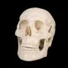 Skeletons And More "Life-Size Skull - 1st Class" Halloween Prop