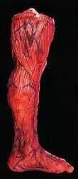 Morris "Peeled Flesh - Left Leg" Human Body Part Halloween Prop